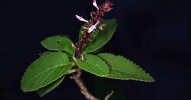 ดีอี ยันข่าวจริง “กรมอุทยานฯ ค้นพบ “หูเสือใบขน”